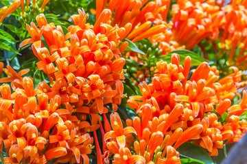 Beautiful orange trumpet flowers (Pyrostegia venusta) blooming background. Pyrostegia venusta is also known as Orange trumpet, Flame flower, Fire-cracker vine, flamevine, orange trumpetvine.