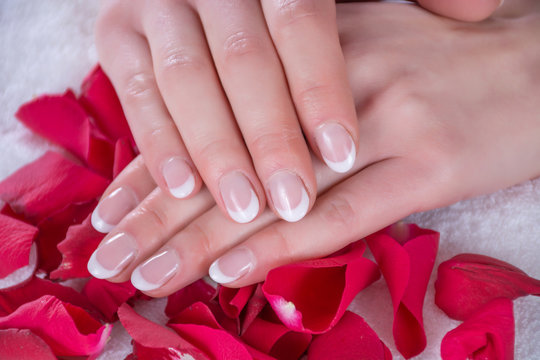 French nails manicure on young girl hands. Hands of girl is on red rose petals in beauty studio. Beauty and Manicure concept. Close up, selective focus