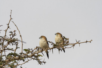 Two Indian silver bill small birds perching on thorny twig both facing sideways in clear white grey background