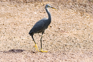 A Black headed heron wandering in the sea shore