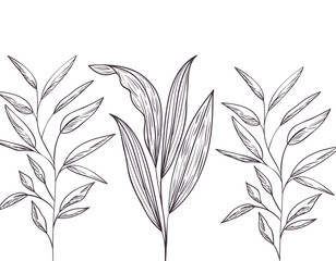 pattern plants and herbs isolated icon