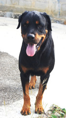 dog rottweiler