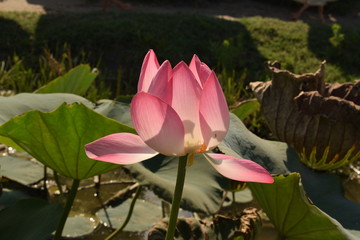 pink lotus flower