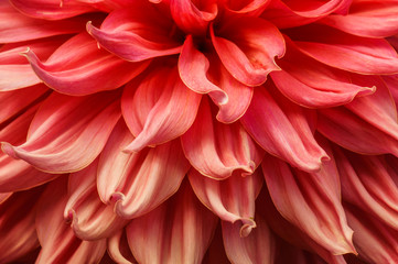 beautiful chrysanthemum flower macro in the garden background.