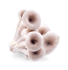 oyster mushroom isolated on white background
