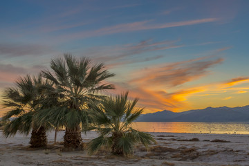 Fototapeta na wymiar Palm Trees at Salton Sea, California