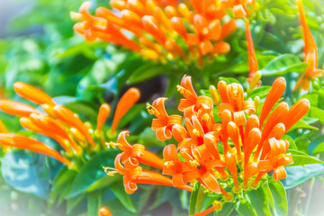 Beautiful orange trumpet flowers (Pyrostegia venusta) blooming background. Pyrostegia venusta is...