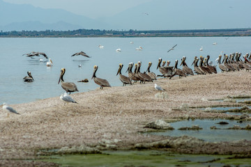 Pelicans Along Shore at Salton Sea