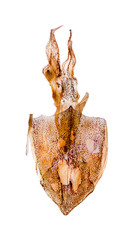 dried squids on white background