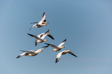 snow goose, Chen caerulescens