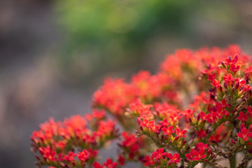 orange flowers,select focus.