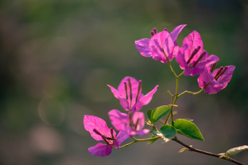 violet flowers,select focus.