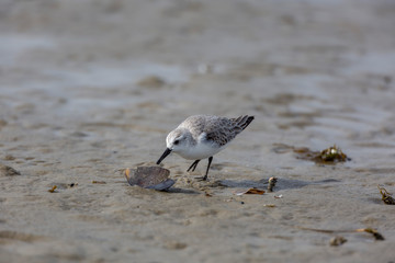 sanderling, Calidris alba, sanderlings, birds