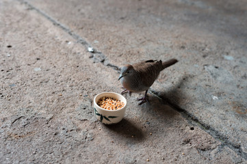 zebra dove eat grain on the cement texture