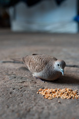 zebra dove eat grain on the cement texture