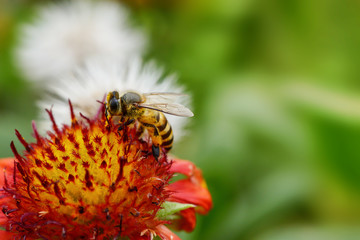 Close up bee on Indian blanket flower and green background