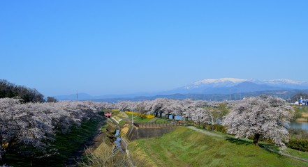 Fototapeta na wymiar 桜と蔵王連峰