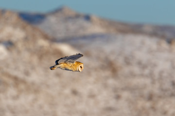 Barn owl, tyto alba, in flight hunting close up photograph.