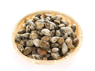 Japanese littleneck, clam (ASARI)
