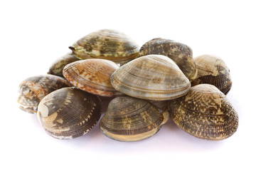 Japanese littleneck, clam (ASARI)