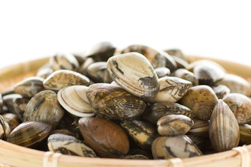 Japanese littleneck, clam (ASARI)