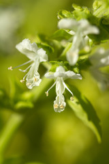 basil flowers