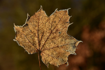 gefrostetes ahornblatt in der morgensonne