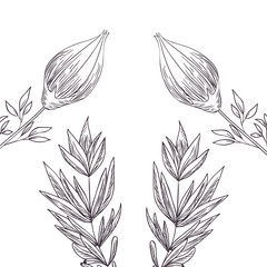 pattern plants and herbs isolated icon