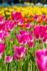 チューリップの花畑