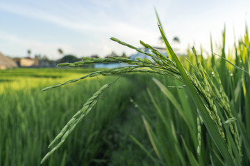 young ears of green rice close up. rice cultivation. rice field.