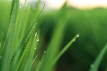 Fototapeta premium drops of morning dew on young grass shoots. rice cultivation. rice field. young rice
