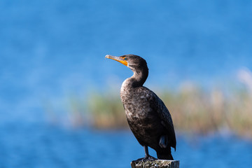 Perched Cormorant looking for food