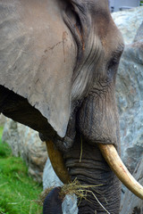 African elephants are elephants of the genus Loxodonta. The genus consists of two extant species:...