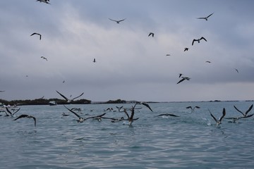 Blue footed boobies diving into the water for fish