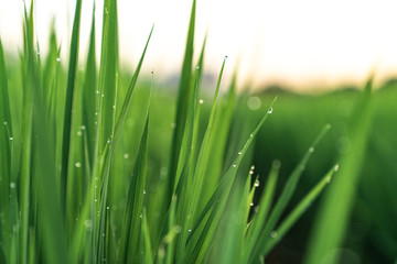 drops of morning dew on young grass shoots. rice cultivation. rice field. young rice