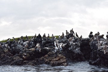 Multiple Blue footed boobies on the rocks 