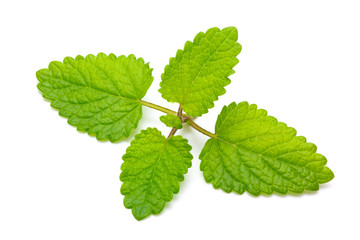 Lemon balm
