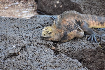 Marine iguana sleeping on a rock