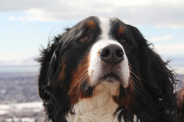 Bernese Mountain Dog