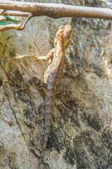 Amazing Bell's forest dragon lizard (Gonocephalus bellii or Calotes mystaceus) is change its skin color from greenish-grey to brown with deep brown stripes to camouflage with the tree bark background.