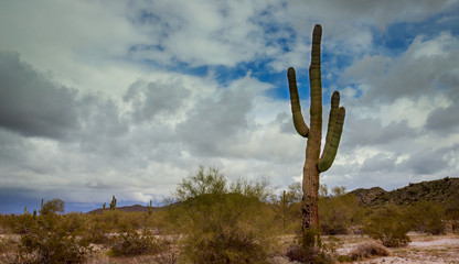 Early Evening in Arizona desert cactus Tucson