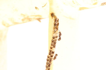Wasps in their small nest