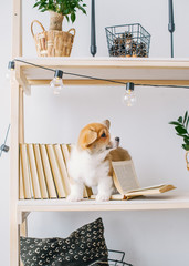 Puppy with amusing ears play on bookshelf.