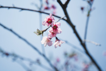 Pink flower Spring blossom pink flowers Beautiful nature sky