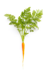 carrot