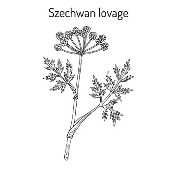 Szechwan lovage ligusticum wallichii , medicinal plant