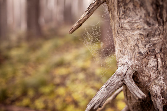 Spider web on tree 