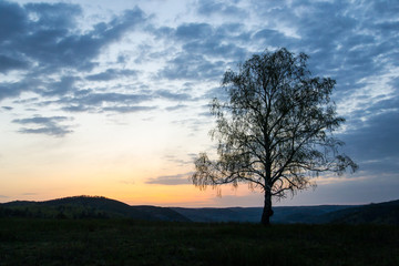 Naklejka na ściany i meble a lonely tree in the rays of the rising sun on the background of a mountain gorge