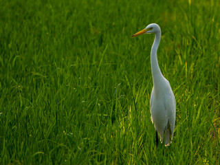Egret