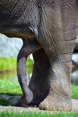 Penis of African elephants are elephants of the genus Loxodonta. The genus consists of two extant...